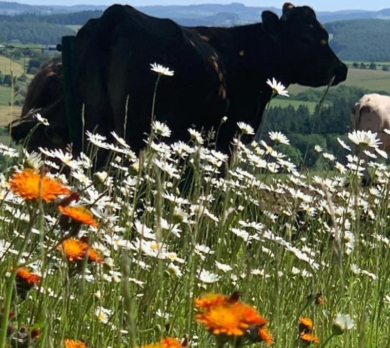 شقة Urlaub Mit Hund Auf Dem Bauernhof Hofswald Euscheid المظهر الخارجي الصورة