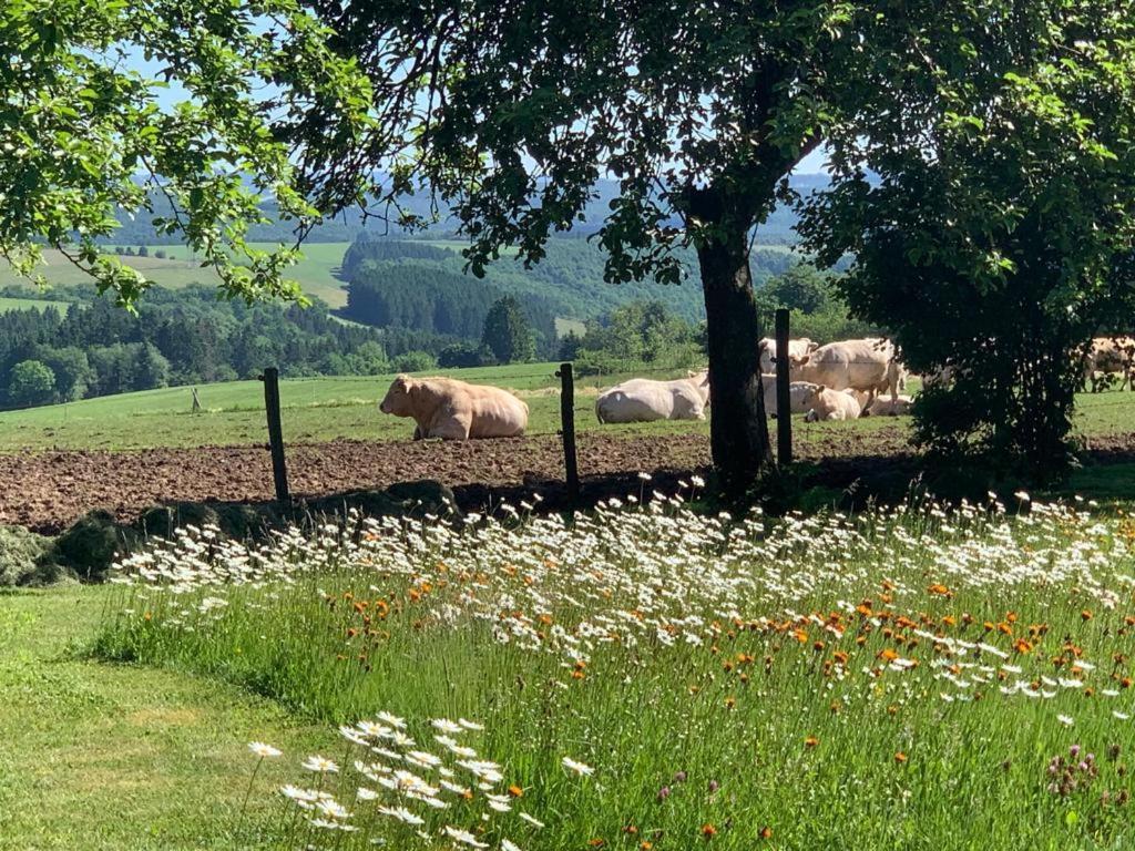 شقة Urlaub Mit Hund Auf Dem Bauernhof Hofswald Euscheid المظهر الخارجي الصورة