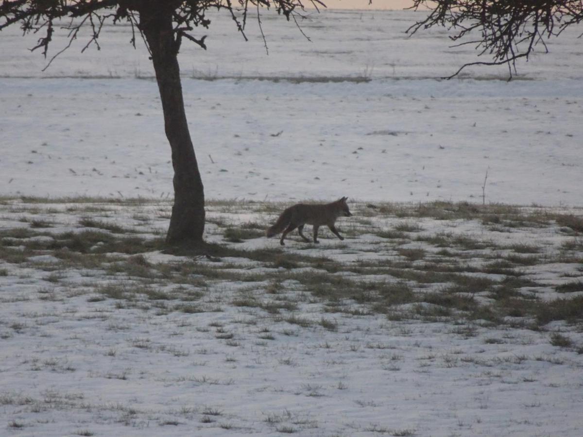 شقة Urlaub Mit Hund Auf Dem Bauernhof Hofswald Euscheid المظهر الخارجي الصورة